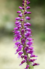 Lachenalia splendida MAP ADE 090205046