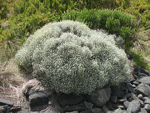 Leucophyta Australie