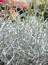 Leucophyta Calocephalus Mioulane Detail P1060782