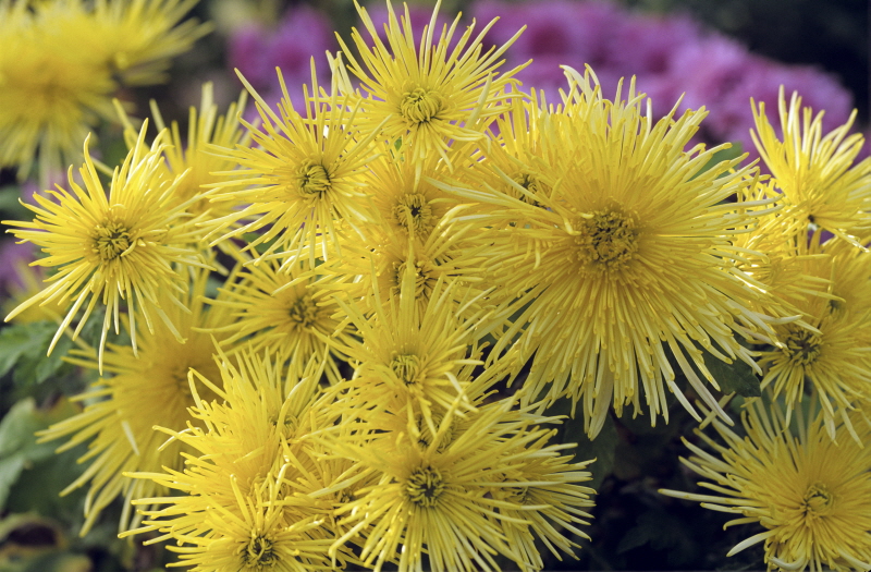 Chrysanthemum Yellow Spider MAP ADE GIP0099041