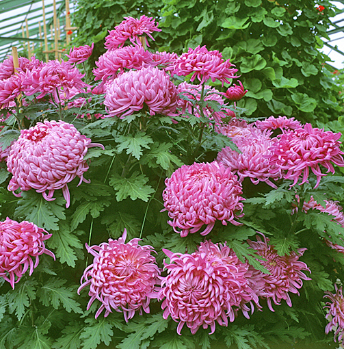 Chrysanthemum Lily Callen (chrysanthème)