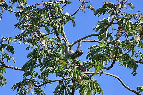 Paresseux Cecropia Mioulane MAP NPM 719516273