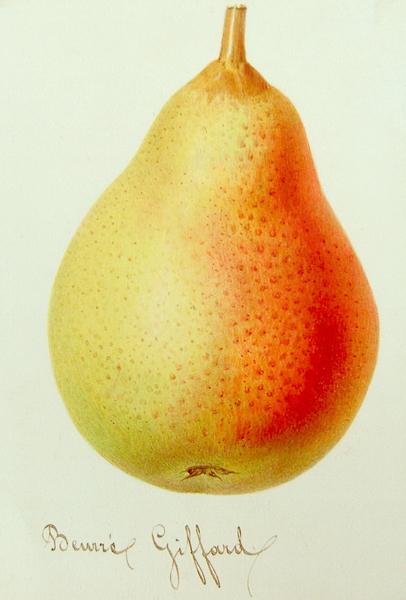 Poire BeurreGiffard Gravure