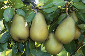 LES MEILLEURES VARIÉTÉS DE POIRES POUR LE JARDIN D’AMATEUR - NewsJardinTV