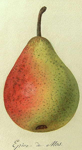 Poire GravureEpineduMas