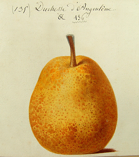 Poire Gravure duchessedangouleme