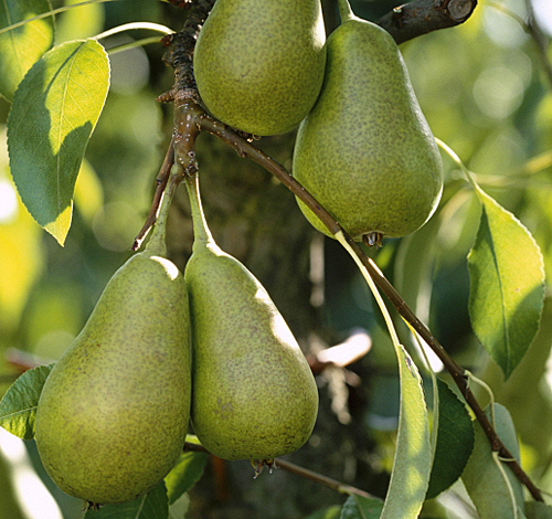 Poire Louise Bonne MAP ADE GIP0107912