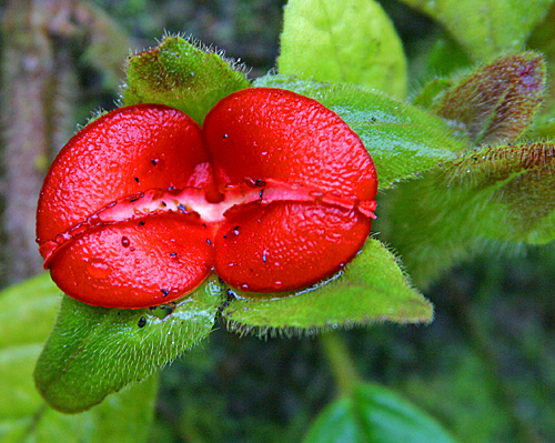 Psychotria Mioulane MAP NPM 719516264