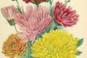chrysantheme d automne