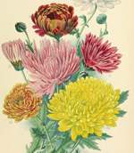 chrysantheme d automne