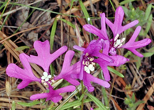 clarkia-pulchella-ha-gcarr1