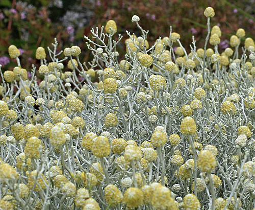 leucophyta-brownii Fleurs