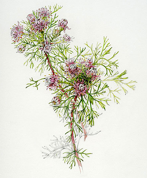 serruria foeniculacea