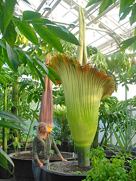 Amorphophallus Ricciardiello