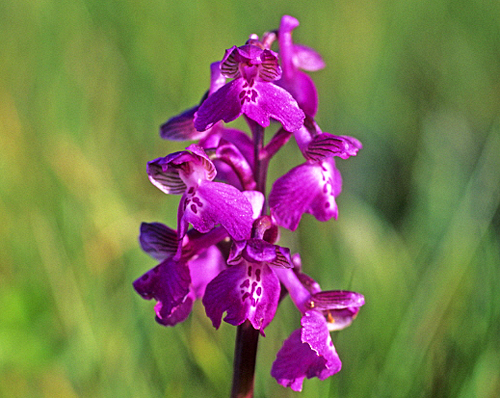 Anacamptis morio MAP AGU 120522207