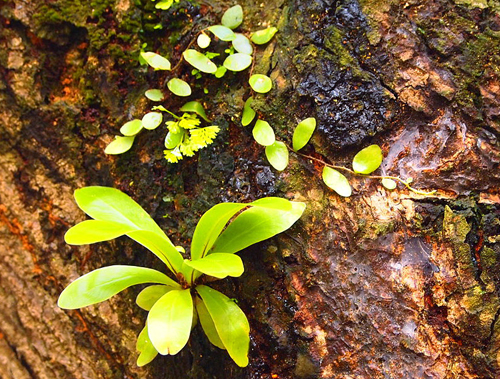 Asplenium nidus jeune