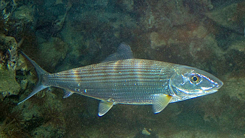 Bananedemer-Bonefish Albula vulpes