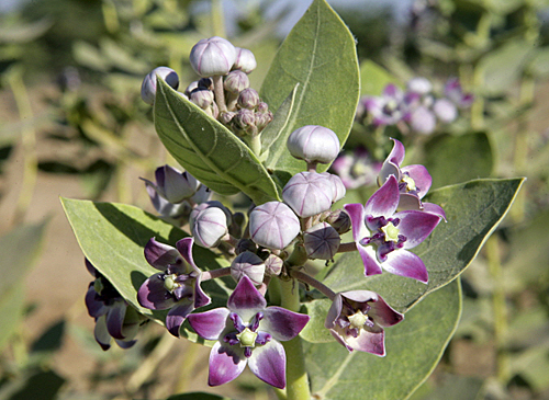 Calotropis procera Mioulane MAP NPM 101027016