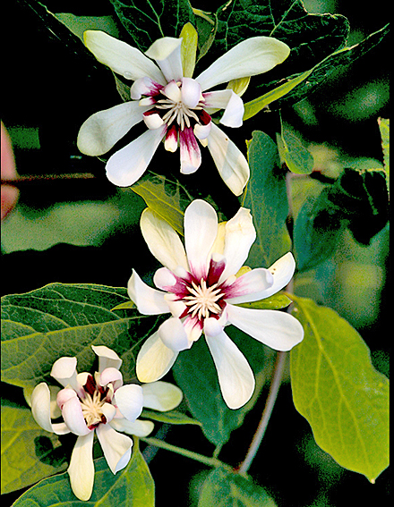 Calycanthus Venus 