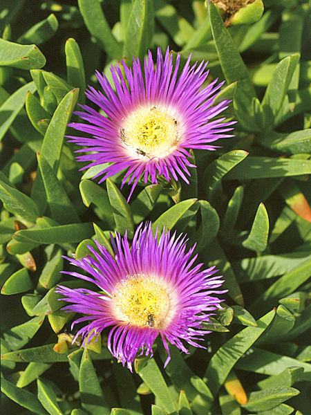 Carpobrotus Mioulane MAP NPM GIP0078470