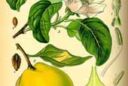 Coing Flora von Deutchland 1885 149017