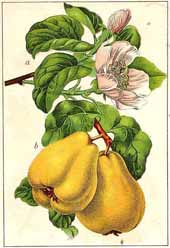 Coing Flora von Deutchland 1904