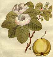 Coing Icones Plantarum 1800 152261
