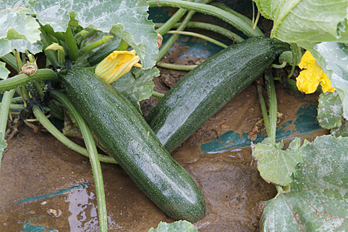 Courgette BaccaraF1 Mioulane MAP NPM 850444085
