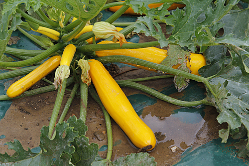 Courgette OreliaF1 Mioulane MAP NPM 850444094