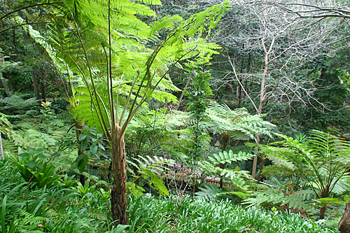 Cyathea Mioulane MAP 0004041