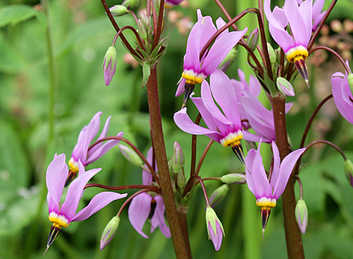 Dodecatheon Mioulane MAP NPM 060522622