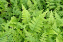 Dryopteris-Filix-mas Fougere MAP-NPA 050831478 2