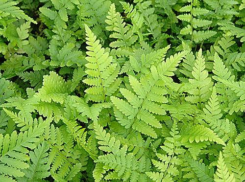 Dryopteris-Filix-mas Fougere MAP-NPA 050831478 2