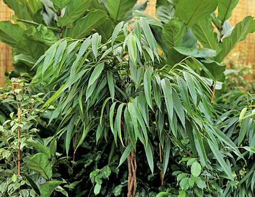 Ficus Alii Descat MAP