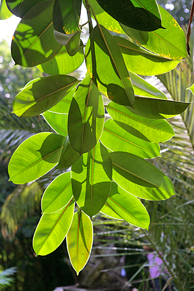 Ficus Caoutchouc Mioulane MAP NPM 070902287