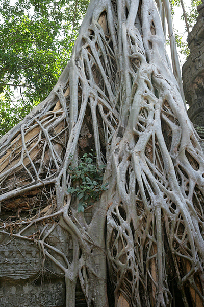 Ficus Rumphii Mioulane MAP NPM 080914138