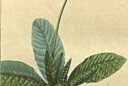 Flore medicale 1831