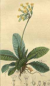 Flore medicale 1831