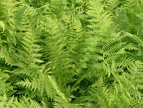 Fougere Femelle-Athyrium MAP NPA 050831193