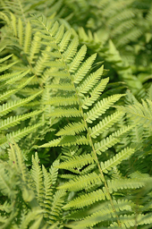 Fougere Male Dryopteris MAP NPA 050831247