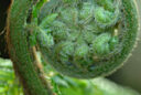 Fronde Dicksonia MAP NPA 050831494
