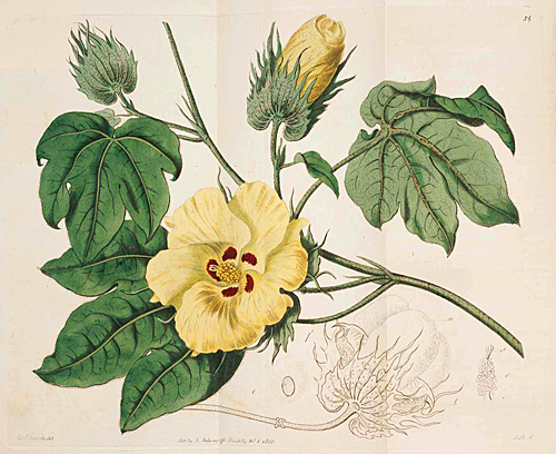 Gossypium barbadense 1815