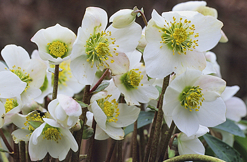 Helleborus Niger MAP ADE GIP0076513