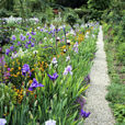 Jardin Monet Giverny Iris MAP ADE GIP0014945