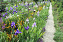 Jardin Monet Giverny Iris MAP ADE GIP0014945
