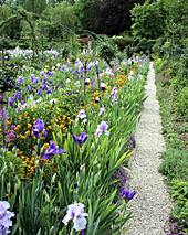 Jardin Monet Giverny Iris MAP ADE GIP0014945