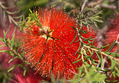 Melaleuca lateritia MAP RMC638 GWI