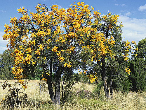 Nuytsia MAP ADE GIP0099420