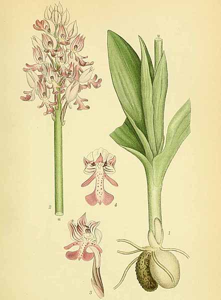 Orchis militaris Lindman 1922