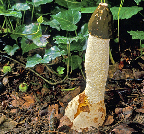 Phallus impudicus MAP JYG 0901121154